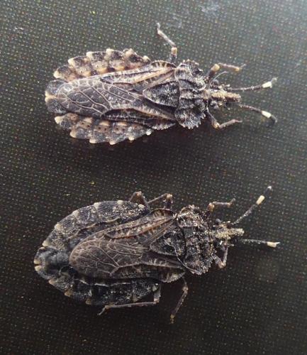 Aradus krueperi